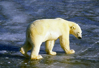 ～生命の神秘に出会う～　野生のシロクマと鮭の遡上探訪の旅