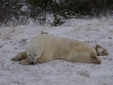 サムネイル：ホッキョクグマとの出会い