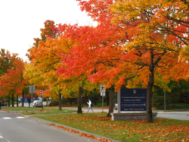 YVR紅葉2008 011.JPG