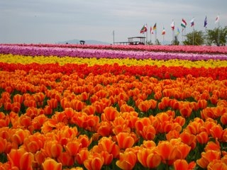 tulip picture2.JPG