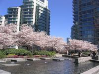 桜と噴水.jpg