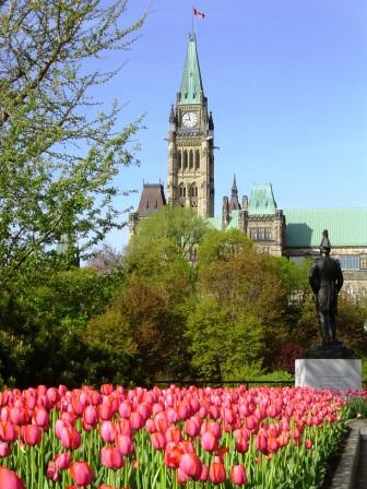 ottawa tulip.JPG