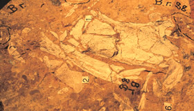 リバースレー哺乳類化石地域