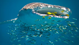 Sal-Salis_Ningaloo-Reef_Whale-Shark.jpg